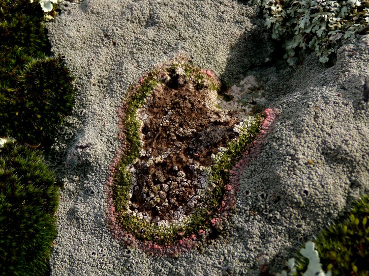 3 funghi lichenicoli