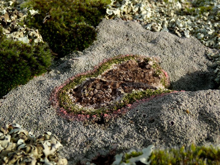 3 funghi lichenicoli