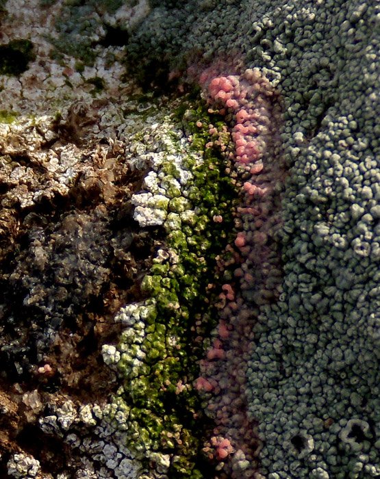 3 funghi lichenicoli