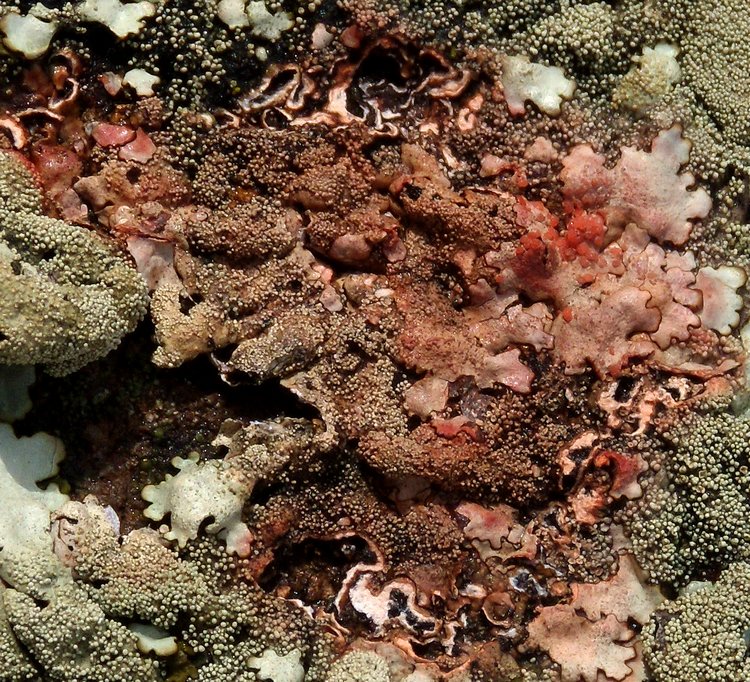 3 funghi lichenicoli