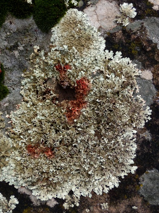 3 funghi lichenicoli