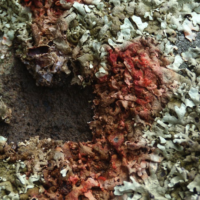 3 funghi lichenicoli
