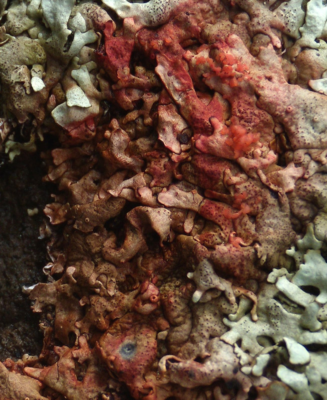 3 funghi lichenicoli