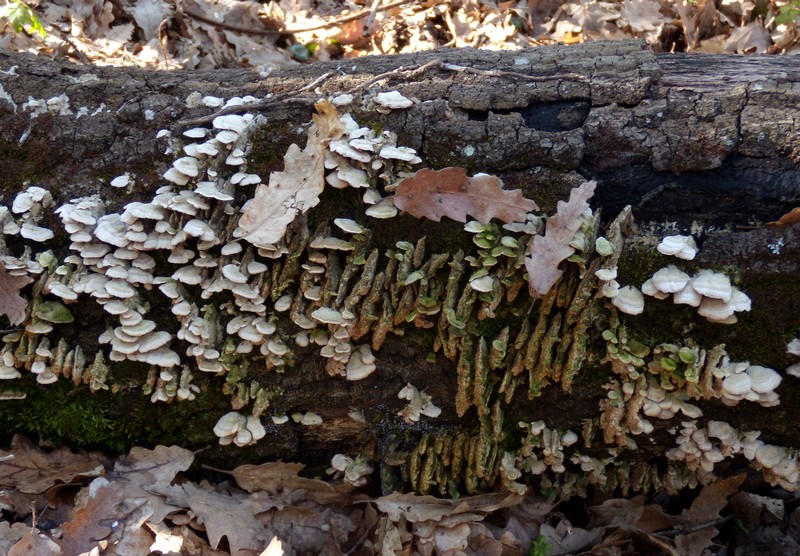 geotropismo - Trichaptum biforme