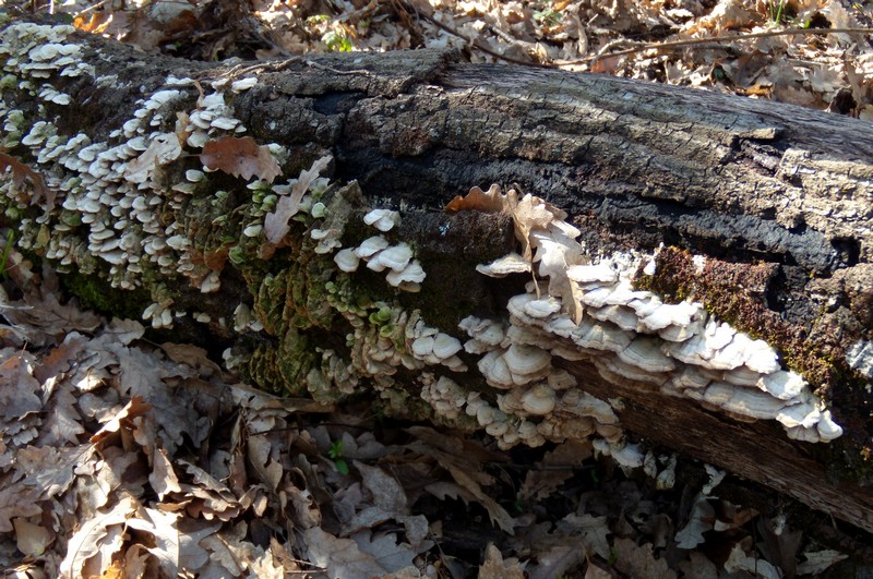 geotropismo - Trichaptum biforme