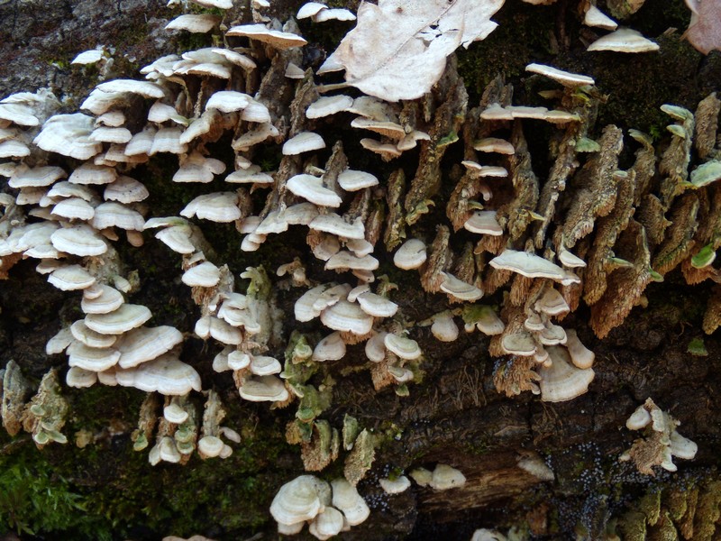 geotropismo - Trichaptum biforme