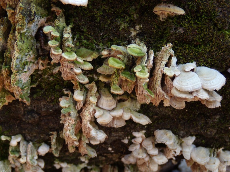 geotropismo - Trichaptum biforme