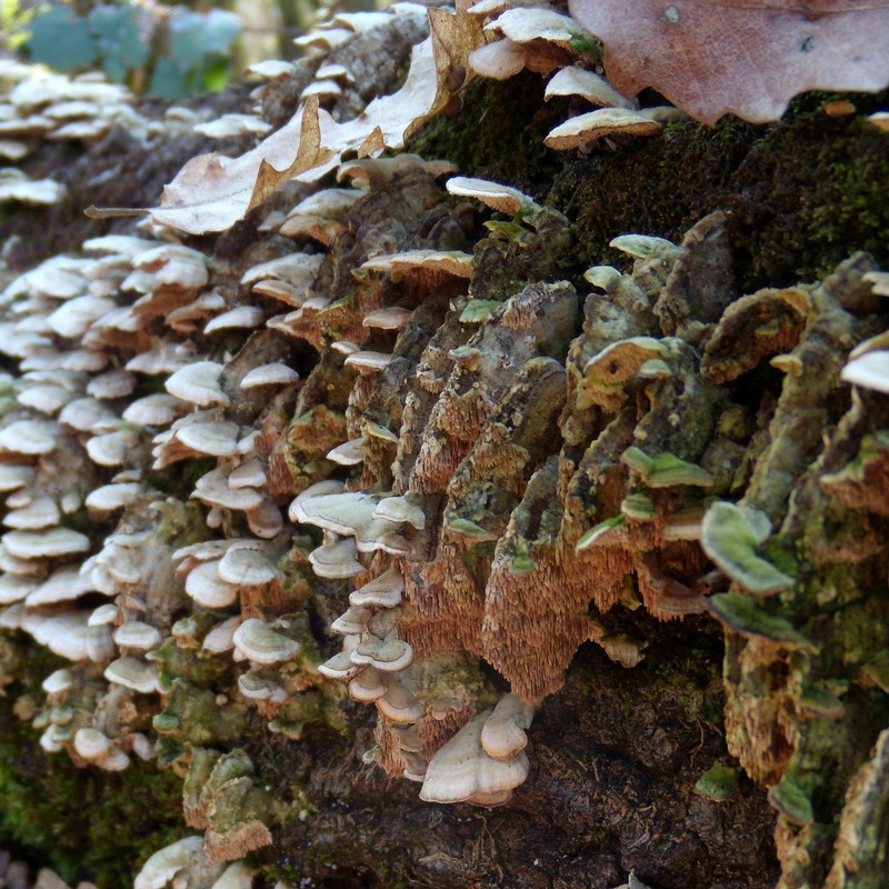 geotropismo - Trichaptum biforme