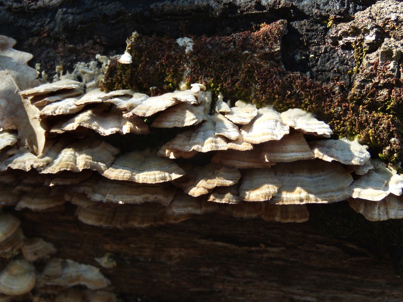 geotropismo - Trichaptum biforme