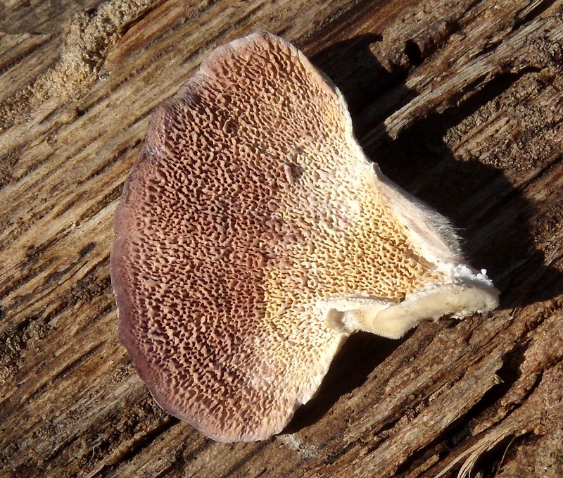 da determinare (Trichaptum biforme)