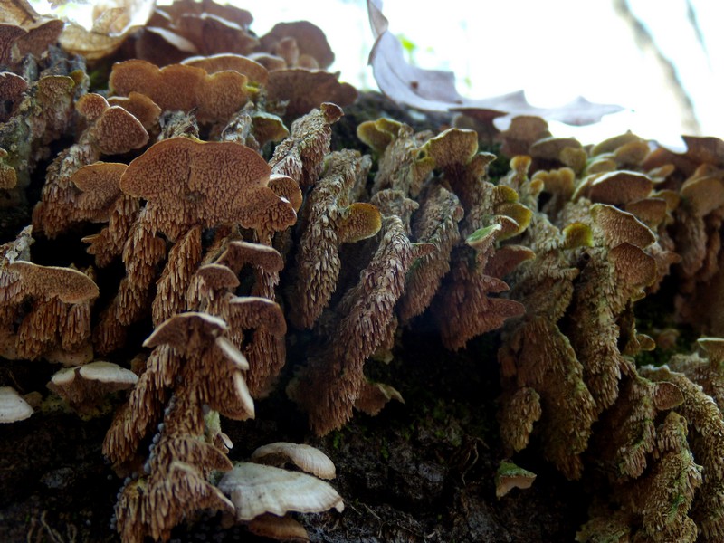 geotropismo - Trichaptum biforme