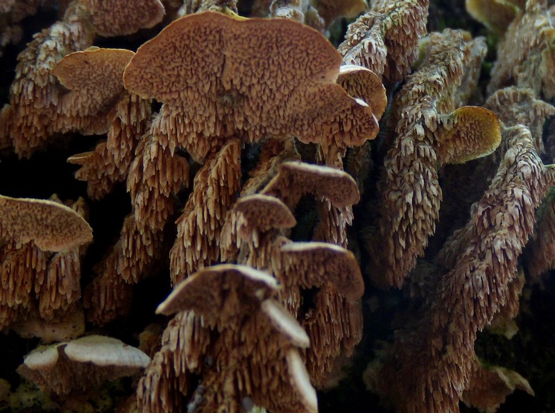 geotropismo - Trichaptum biforme