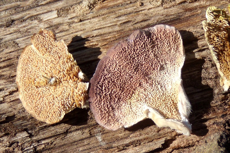 da determinare (Trichaptum biforme)