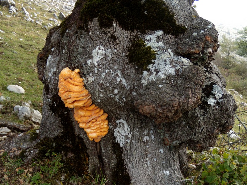 avvistamento fungino (Laetiporus sulphureus)
