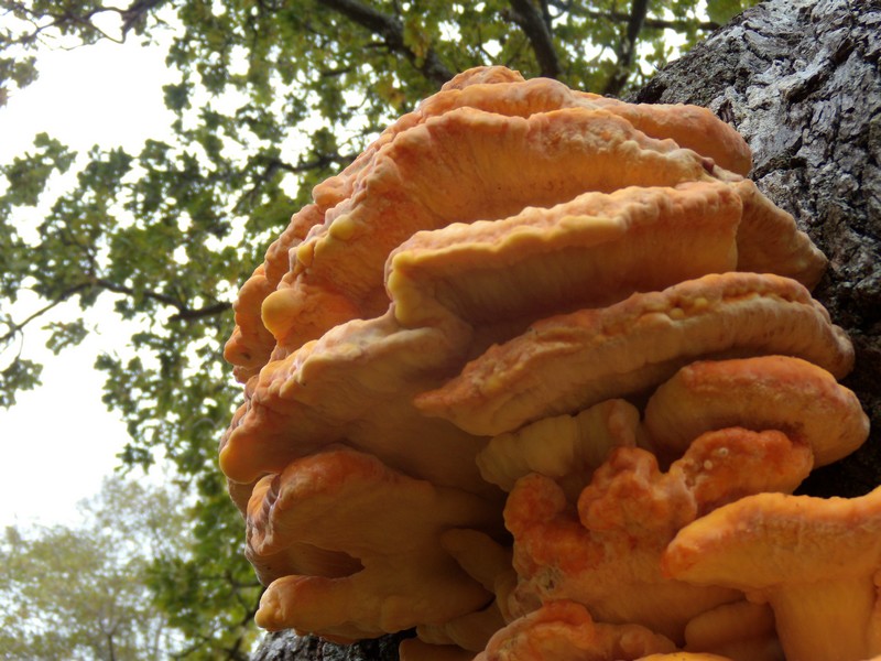 avvistamento fungino (Laetiporus sulphureus)