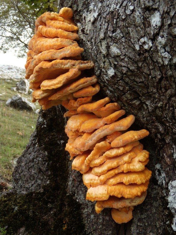 avvistamento fungino (Laetiporus sulphureus)