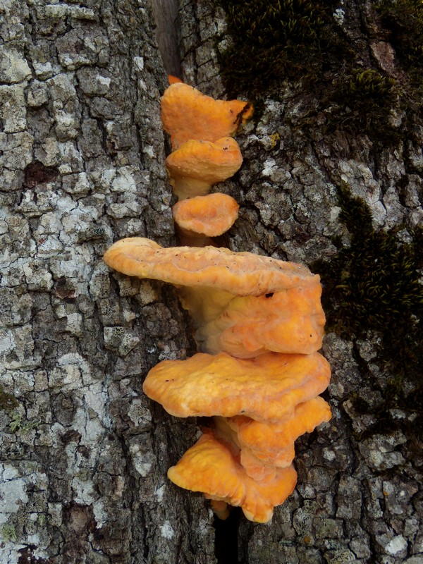 avvistamento fungino (Laetiporus sulphureus)