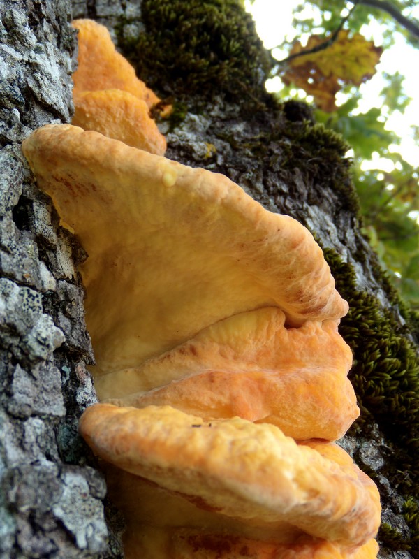 avvistamento fungino (Laetiporus sulphureus)