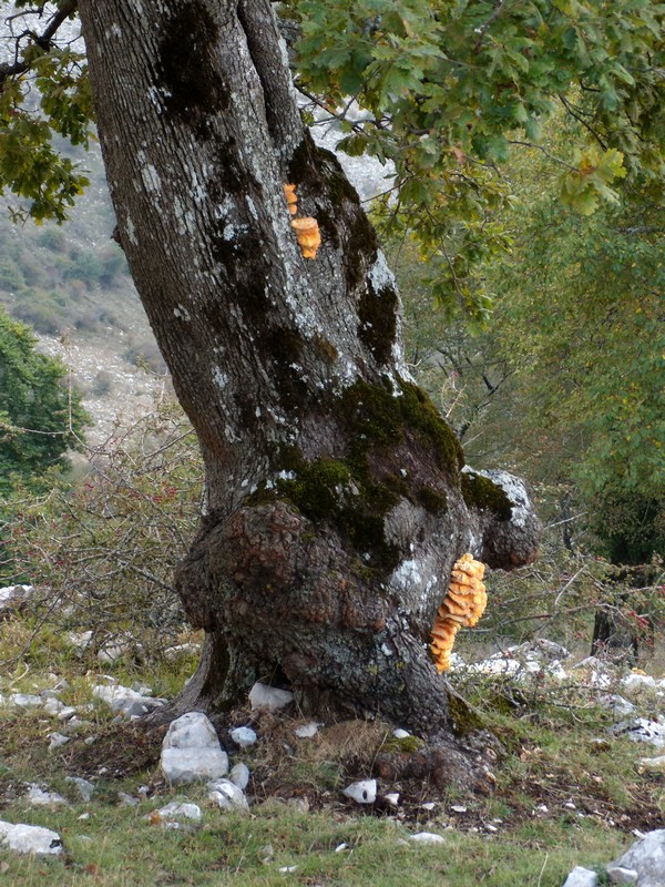 avvistamento fungino (Laetiporus sulphureus)
