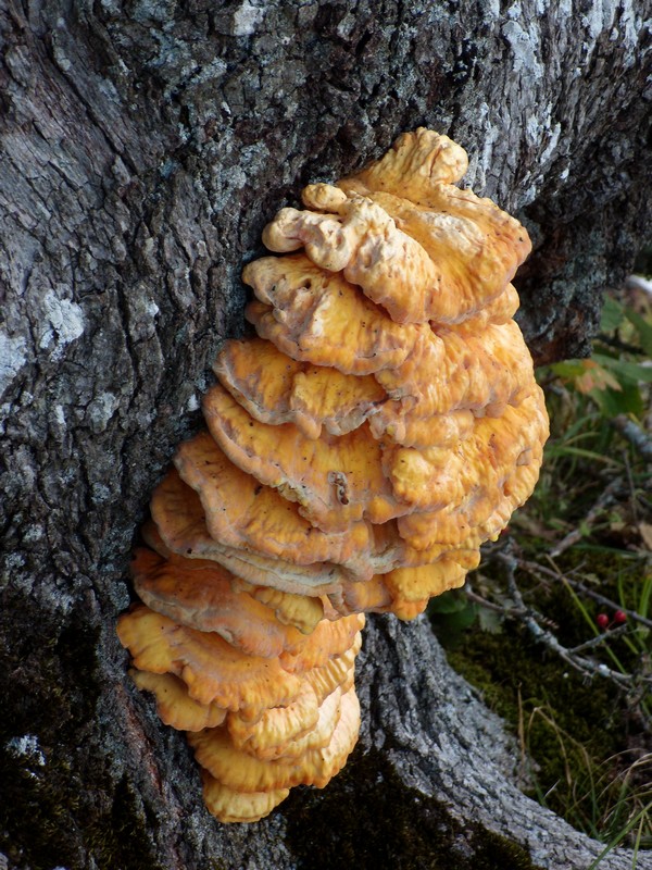avvistamento fungino (Laetiporus sulphureus)