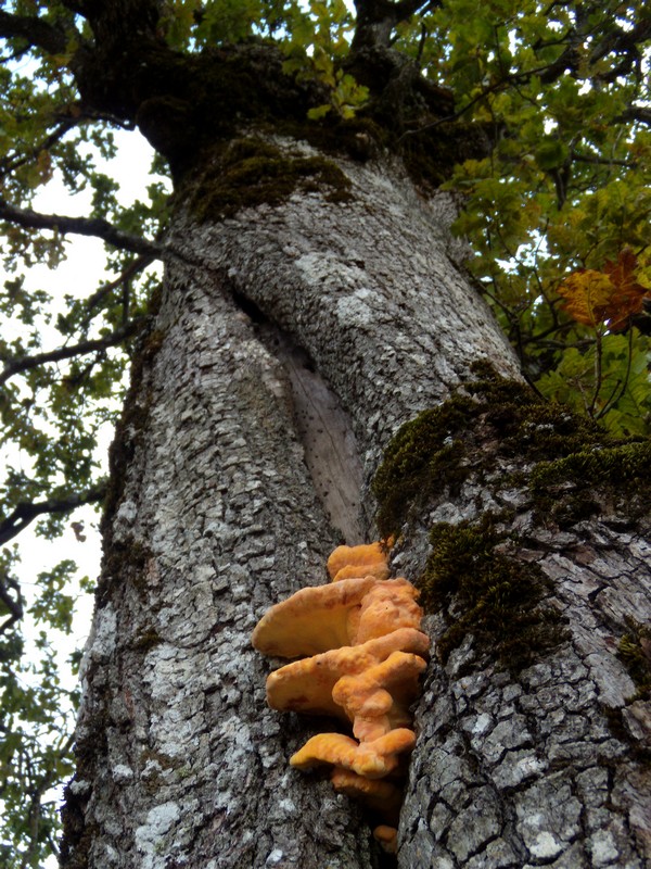 avvistamento fungino (Laetiporus sulphureus)