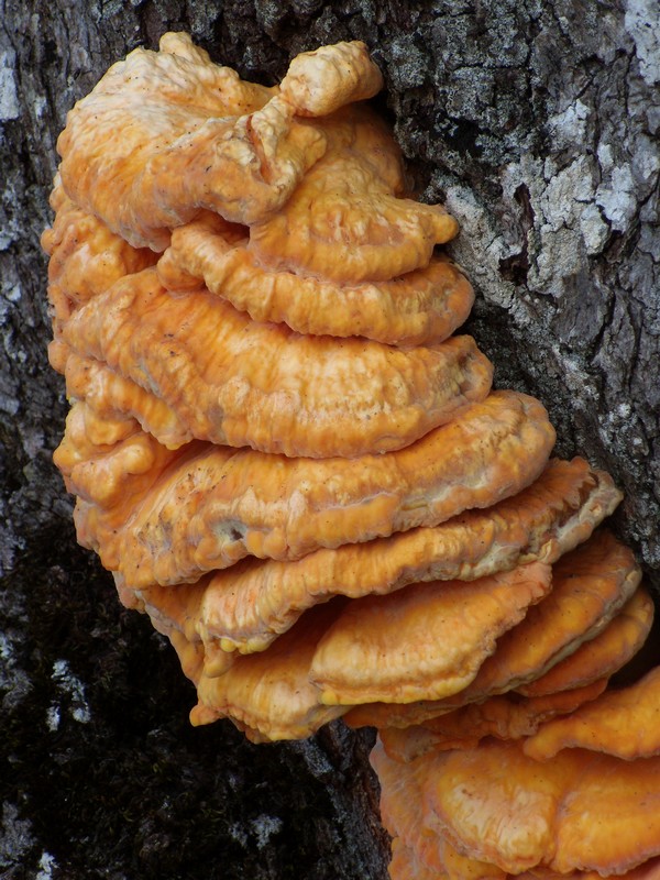avvistamento fungino (Laetiporus sulphureus)