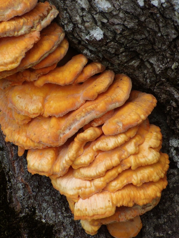 avvistamento fungino (Laetiporus sulphureus)