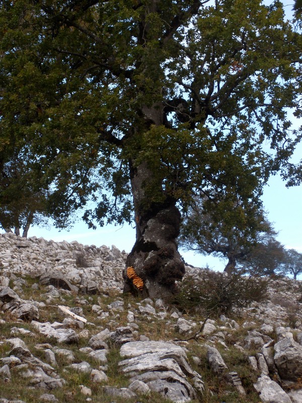 avvistamento fungino (Laetiporus sulphureus)
