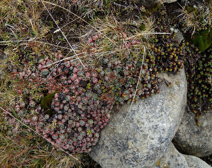 sassifraga in veste autunnale -  Saxifraga paniculata