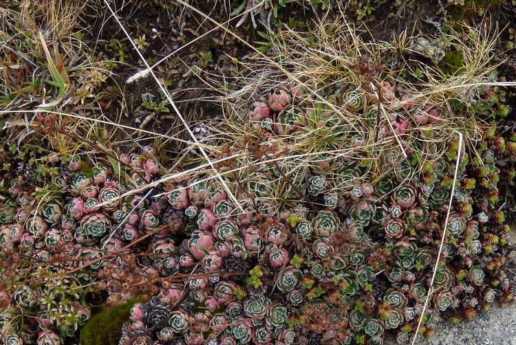 sassifraga in veste autunnale -  Saxifraga paniculata
