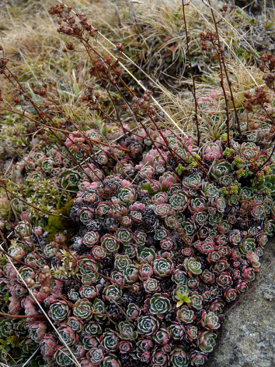 sassifraga in veste autunnale -  Saxifraga paniculata