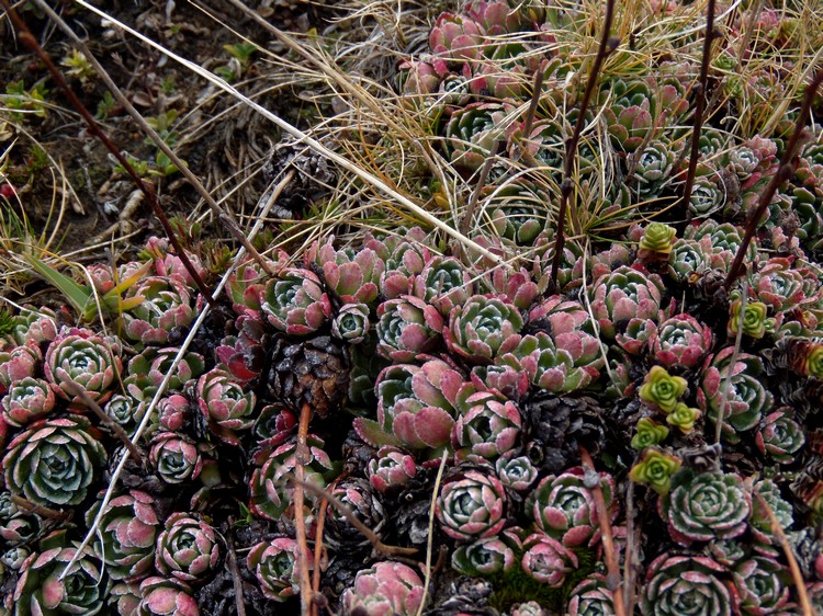 sassifraga in veste autunnale -  Saxifraga paniculata