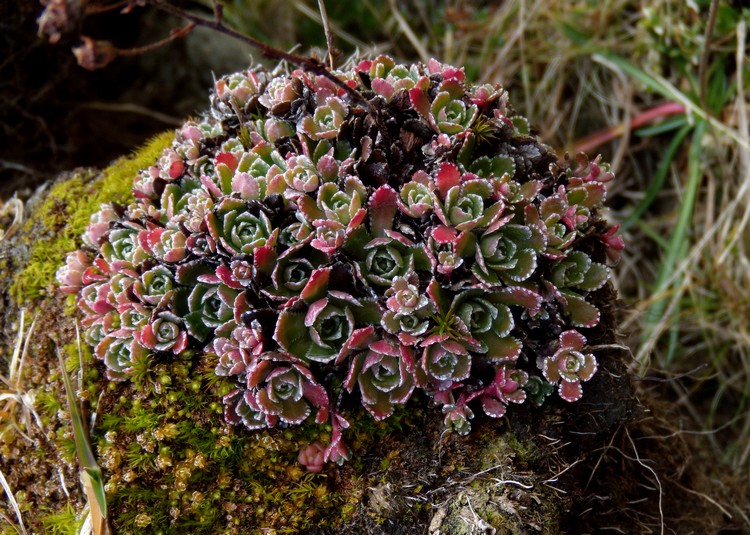 sassifraga in veste autunnale -  Saxifraga paniculata