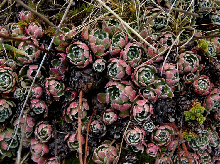 sassifraga in veste autunnale -  Saxifraga paniculata