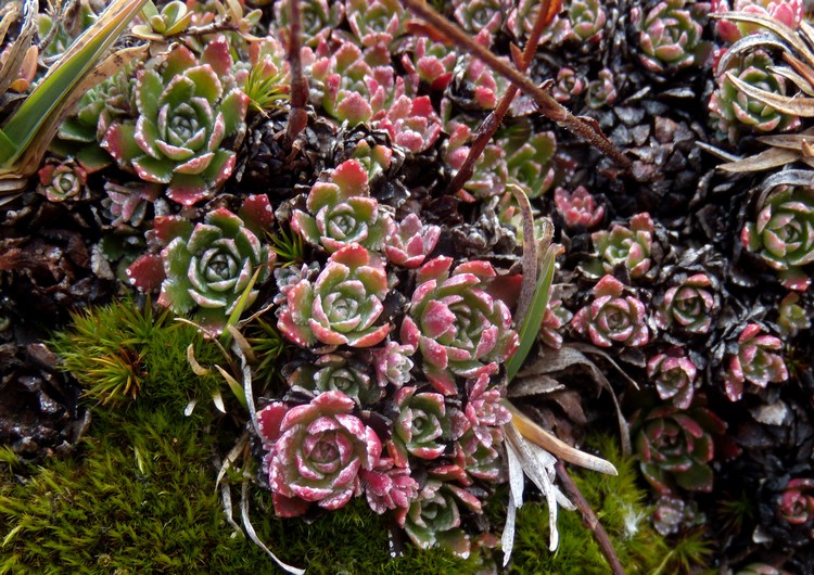 sassifraga in veste autunnale -  Saxifraga paniculata