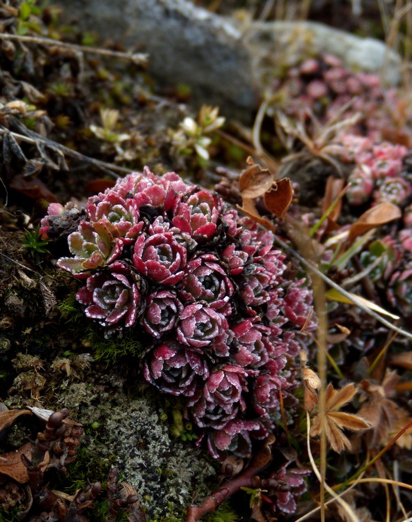 sassifraga in veste autunnale -  Saxifraga paniculata