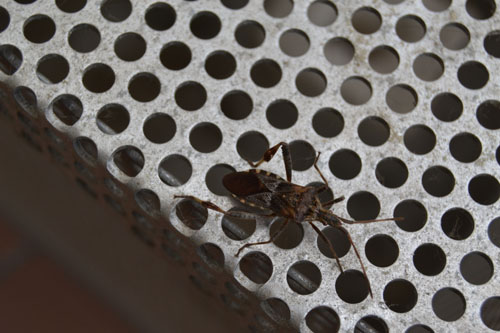 Leptoglossus occidentalis