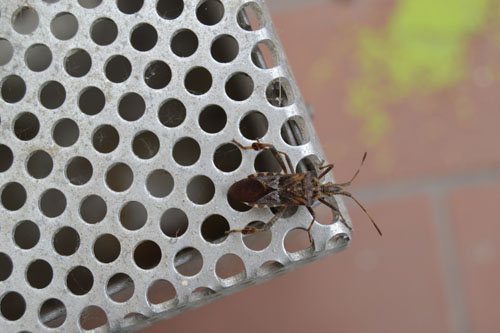 Leptoglossus occidentalis