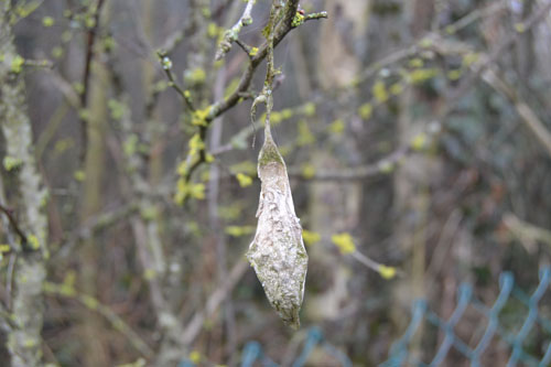 pupa di Samia cynthia