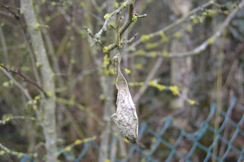 pupa di Samia cynthia