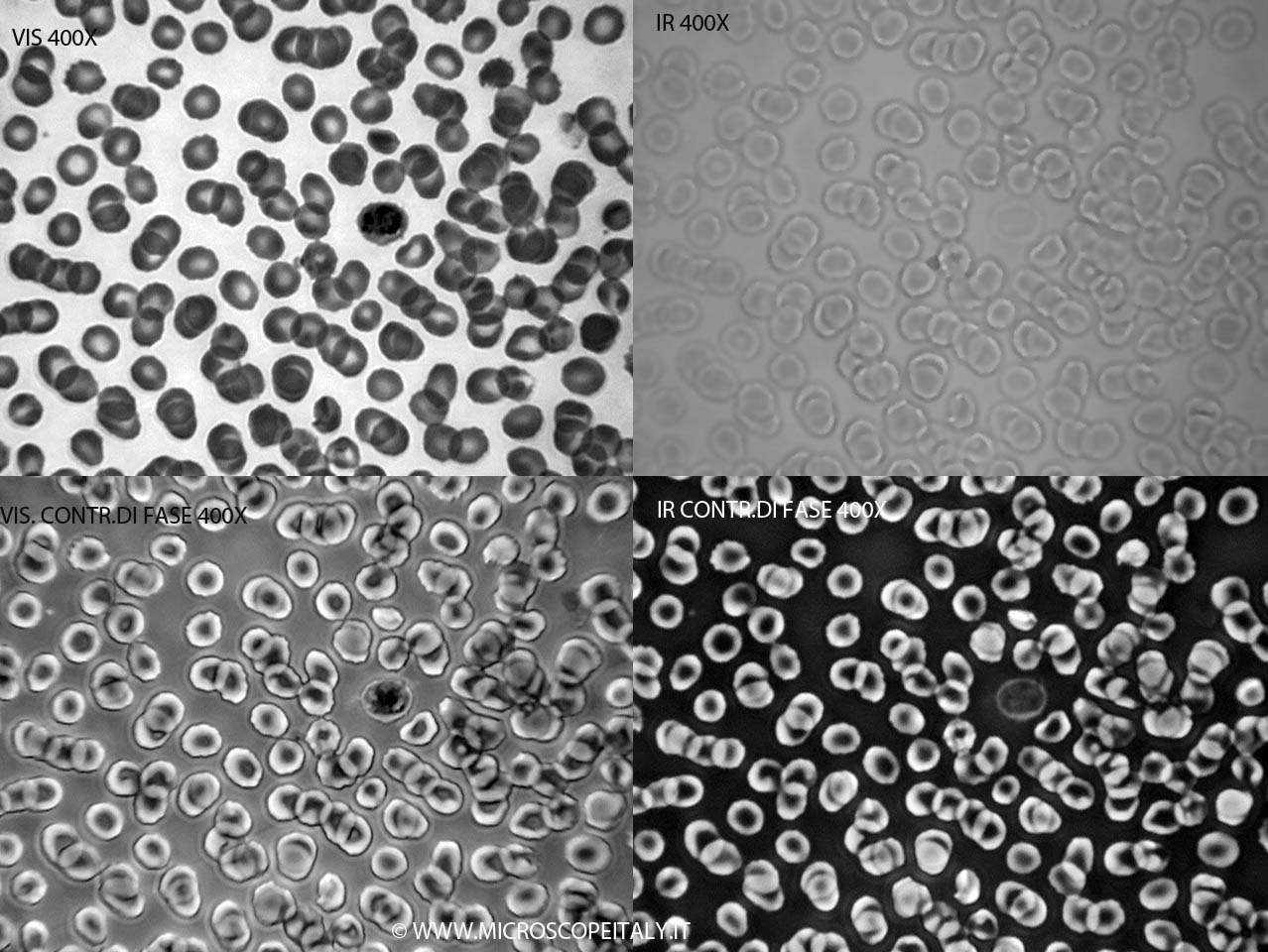vedere l''invisibile al microscopio!!