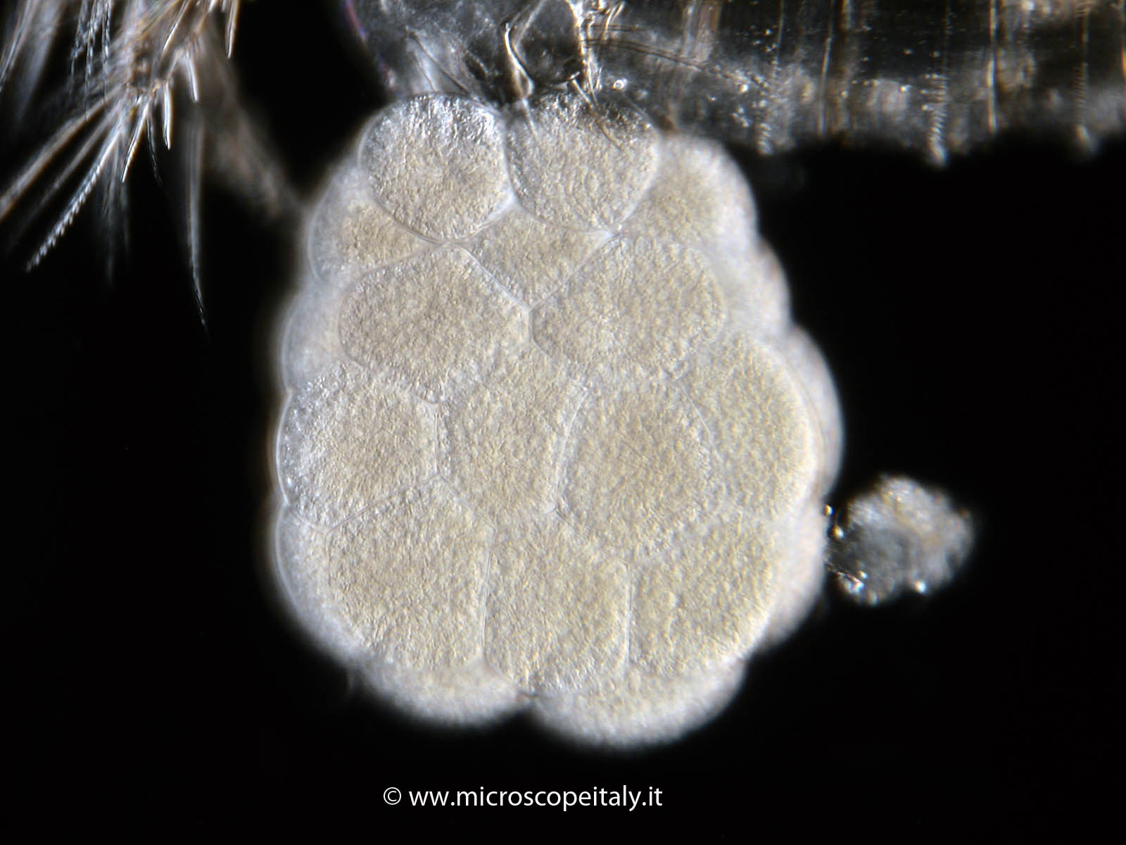 Copepode con uova!