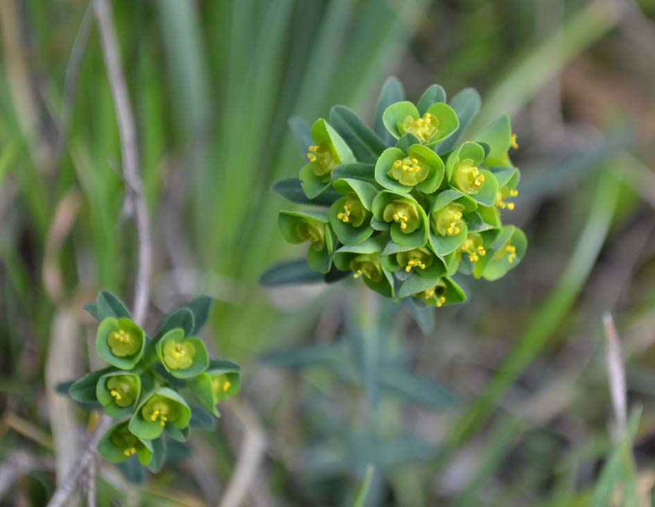 Euphorbia apios / Euforbia schiattarella