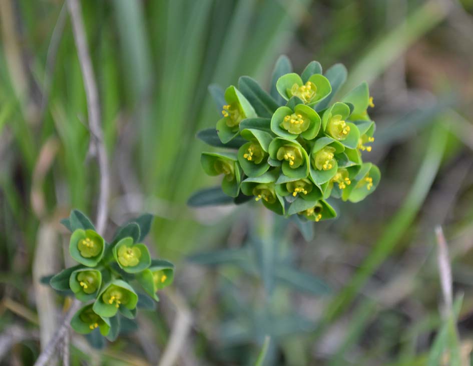 Euphorbia apios / Euforbia schiattarella