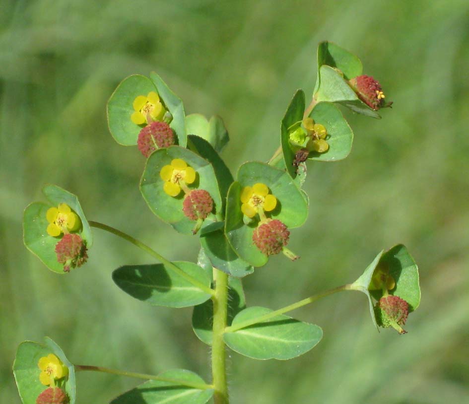 Euphorbia apios / Euforbia schiattarella