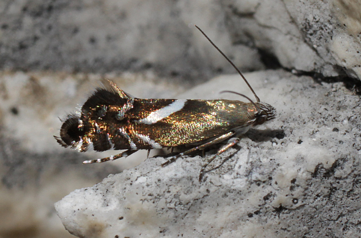 Lepidottero in atteggiamento terrifico Glyphipterix cfr. equitella