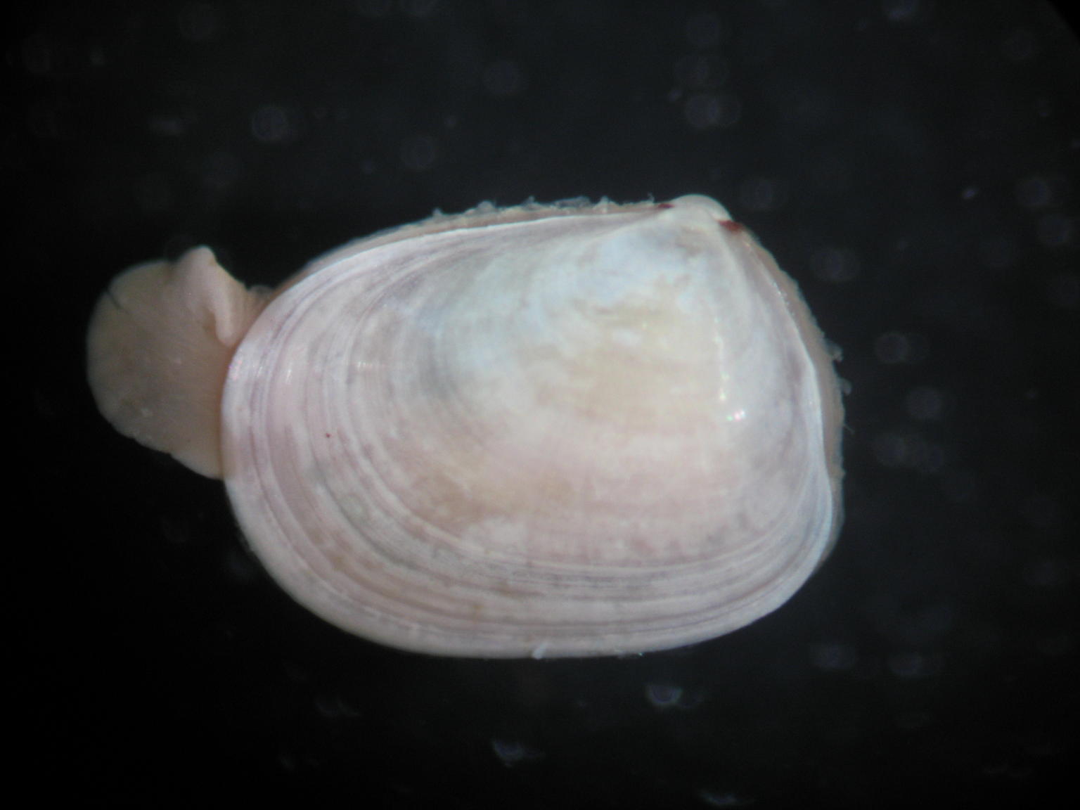 Devonia perrieri