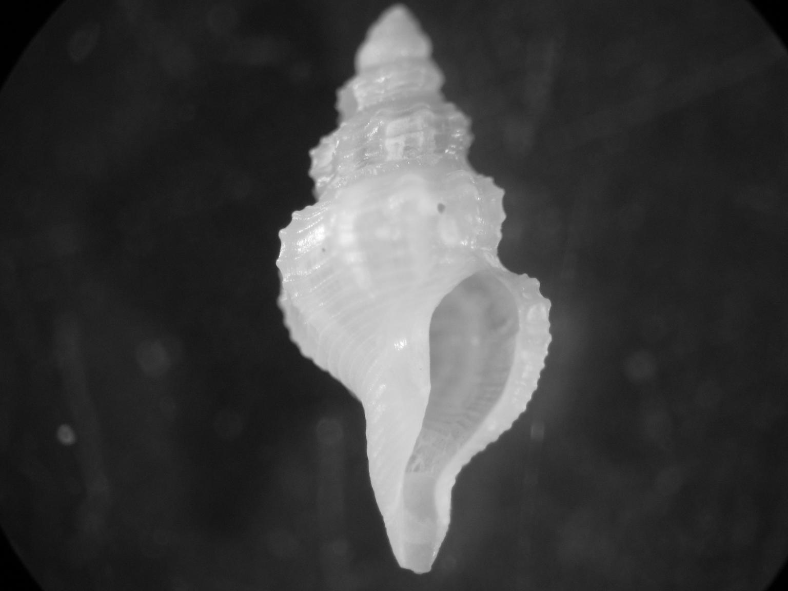 Pleurotomella gibbera