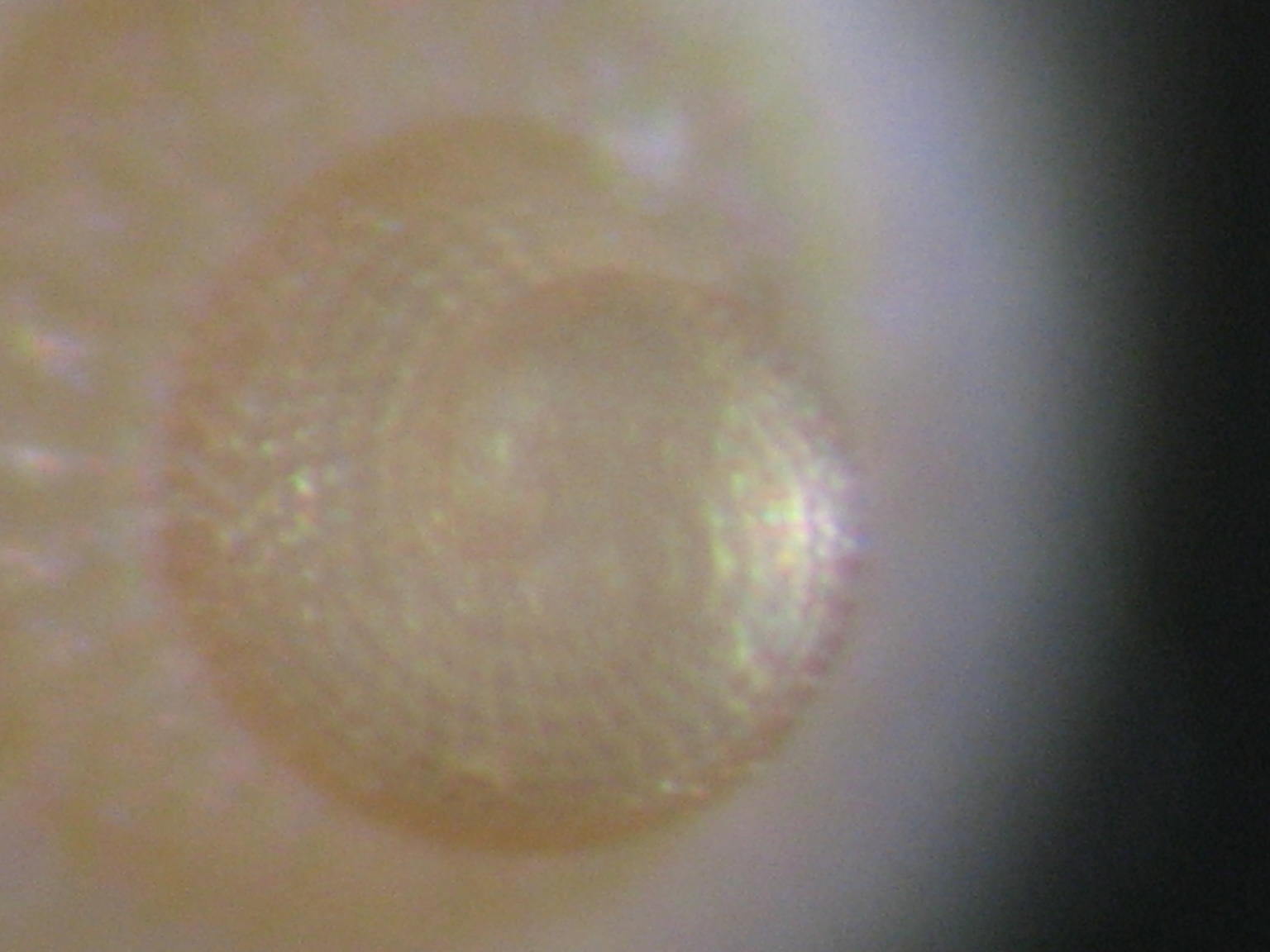 Pleurotomella gibbera