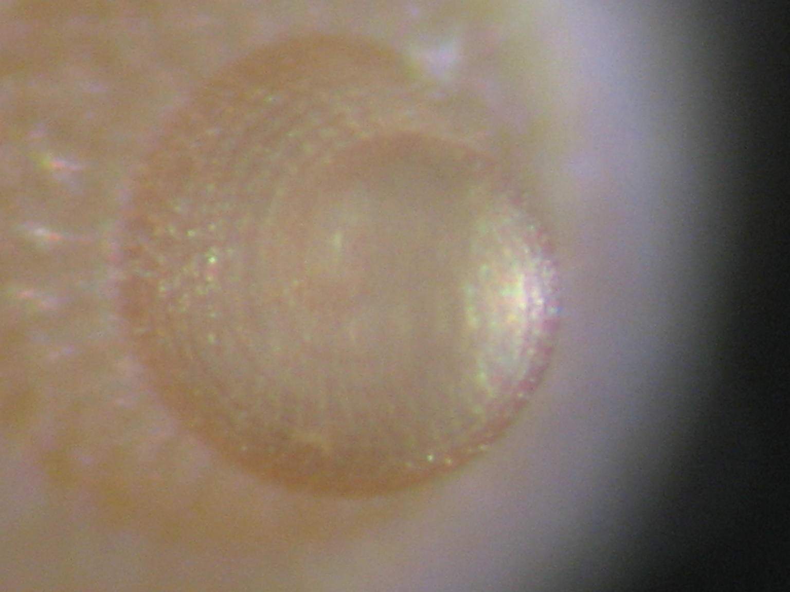 Pleurotomella gibbera